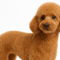 poodle 03 e1760477180855 85x85